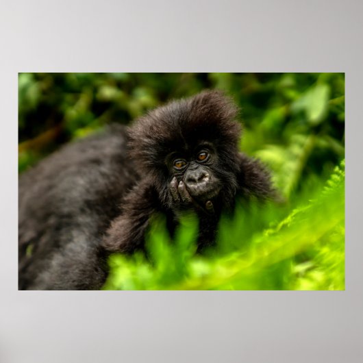Kutest Baby Animals | Baby Mountain Gorilla Poster (Voorkant)