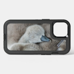 Kutest Baby Animals   Baby Mute Swan