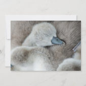 Kutest Baby Animals | Baby Mute Swan Bedankkaart (Voorkant)
