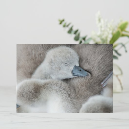 Kutest Baby Animals | Baby Mute Swan Bedankkaart (Staand voorkant)