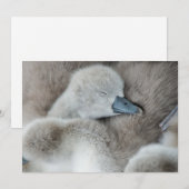 Kutest Baby Animals | Baby Mute Swan Bedankkaart (Voorkant / Achterkant)