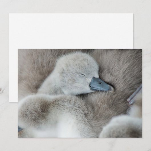 Kutest Baby Animals | Baby Mute Swan Bedankkaart (Voorkant / Achterkant)