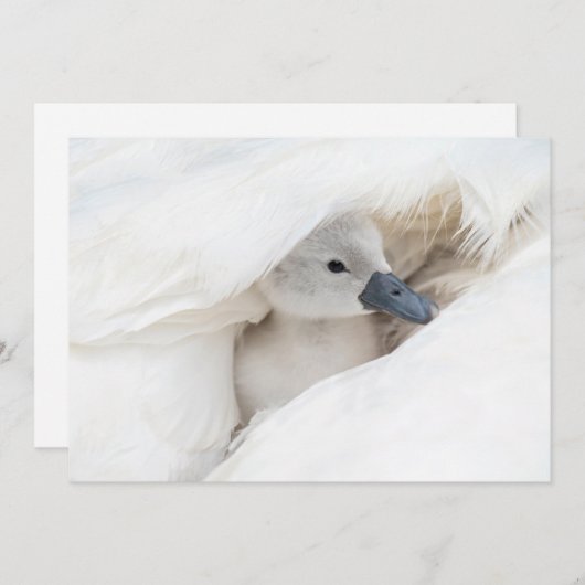Kutest Baby Animals | Baby Mute Swan Bedankkaart (Voorkant / Achterkant)