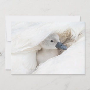 Kutest Baby Animals   Baby Mute Swan Bedankkaart