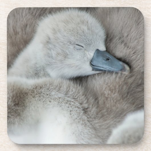Kutest Baby Animals | Baby Mute Swan Bier Onderzetter (Voorkant)