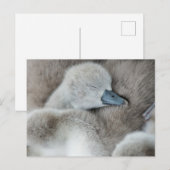 Kutest Baby Animals | Baby Mute Swan Briefkaart (Voorkant / Achterkant)