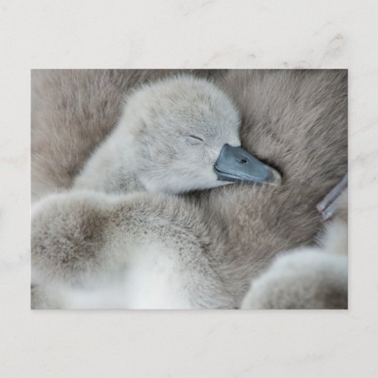 Kutest Baby Animals | Baby Mute Swan Briefkaart (Voorkant)