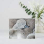 Kutest Baby Animals | Baby Mute Swan Briefkaart (Staand voorkant)