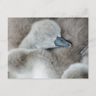 Kutest Baby Animals Baby Mute Swan Briefkaart