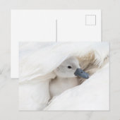Kutest Baby Animals | Baby Mute Swan Briefkaart (Voorkant / Achterkant)
