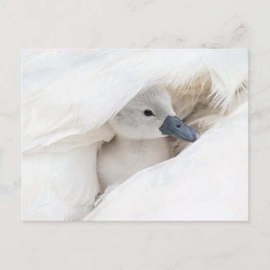 Kutest Baby Animals | Baby Mute Swan Briefkaart (Voorkant)