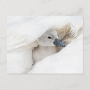 Kutest Baby Animals   Baby Mute Swan Briefkaart