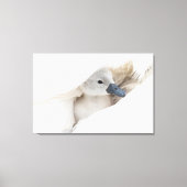 Kutest Baby Animals | Baby Mute Swan Canvas Afdruk (Voorkant)
