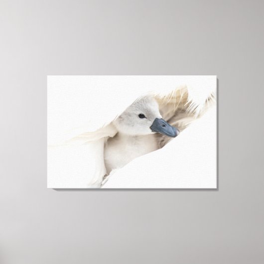 Kutest Baby Animals | Baby Mute Swan Canvas Afdruk (Voorkant)