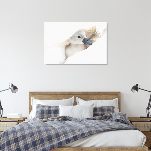 Kutest Baby Animals | Baby Mute Swan Canvas Afdruk (Insitu (Slaapkamer))