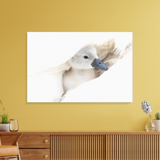Kutest Baby Animals | Baby Mute Swan Canvas Afdruk (Insitu (Woonkamer))