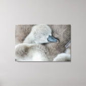 Kutest Baby Animals | Baby Mute Swan Canvas Afdruk (Voorkant)