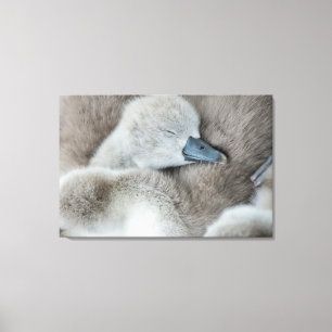 Kutest Baby Animals   Baby Mute Swan Canvas Afdruk