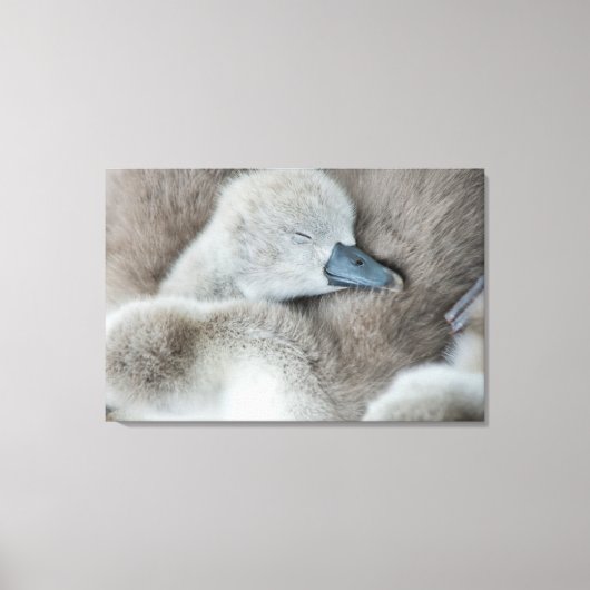 Kutest Baby Animals | Baby Mute Swan Canvas Afdruk (Voorkant)