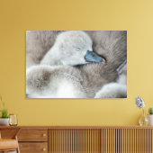 Kutest Baby Animals | Baby Mute Swan Canvas Afdruk (Insitu (Woonkamer))