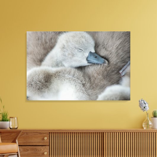 Kutest Baby Animals | Baby Mute Swan Canvas Afdruk (Insitu (Woonkamer))