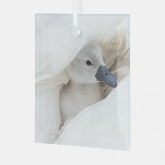 Kutest Baby Animals | Baby Mute Swan Glas Ornament (Voorkant links)