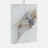 Kutest Baby Animals | Baby Mute Swan Glas Ornament (Voorkant Rechts)