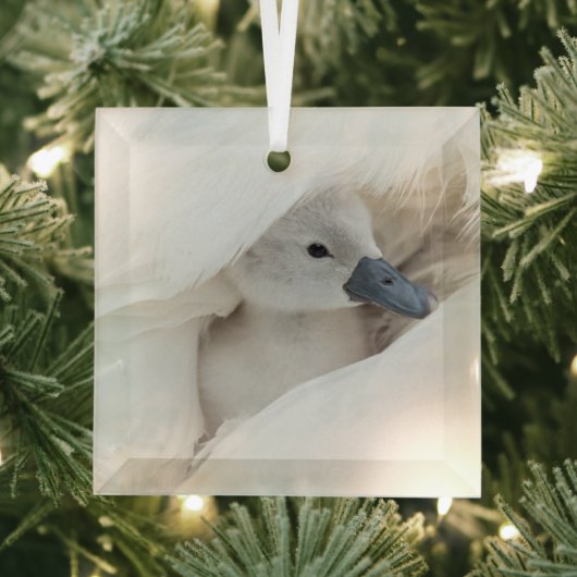Kutest Baby Animals | Baby Mute Swan Glas Ornament (Insitu)