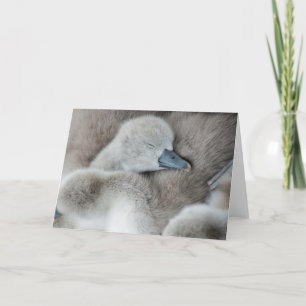 Kutest Baby Animals Baby Mute Swan Kaart