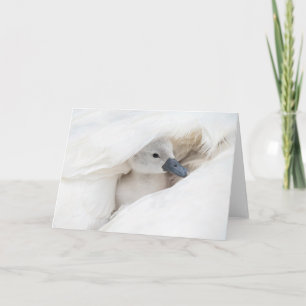 Kutest Baby Animals Baby Mute Swan Kaart