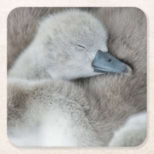 Kutest Baby Animals   Baby Mute Swan Kartonnen Onderzetters