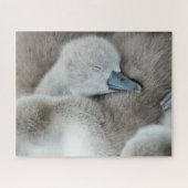 Kutest Baby Animals | Baby Mute Swan Legpuzzel (Horizontaal)