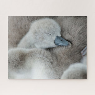 Kutest Baby Animals   Baby Mute Swan Legpuzzel