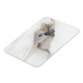 Kutest Baby Animals | Baby Mute Swan Magneet (Linkerzijde)