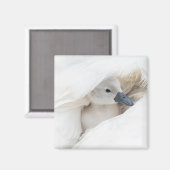 Kutest Baby Animals | Baby Mute Swan Magneet (Voorkant / Achterkant)