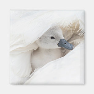 Kutest Baby Animals   Baby Mute Swan Magneet