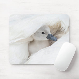 Kutest Baby Animals   Baby Mute Swan Muismat