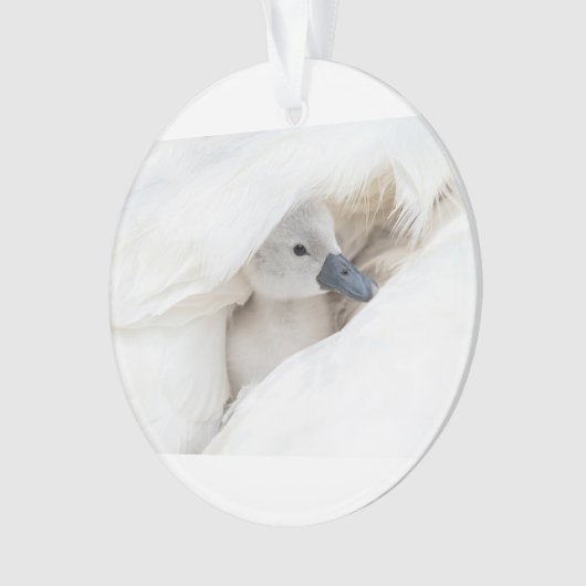 Kutest Baby Animals | Baby Mute Swan Ornament (voorkant)