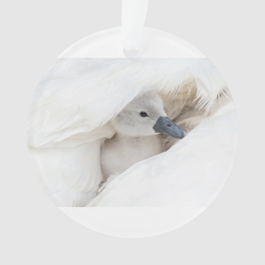 Kutest Baby Animals | Baby Mute Swan Ornament (voorkant)