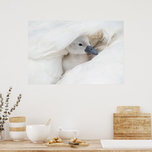 Kutest Baby Animals | Baby Mute Swan Poster (Keuken)