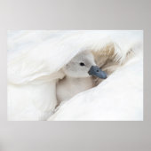 Kutest Baby Animals | Baby Mute Swan Poster (Voorkant)