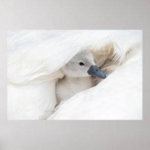 Kutest Baby Animals   Baby Mute Swan Poster