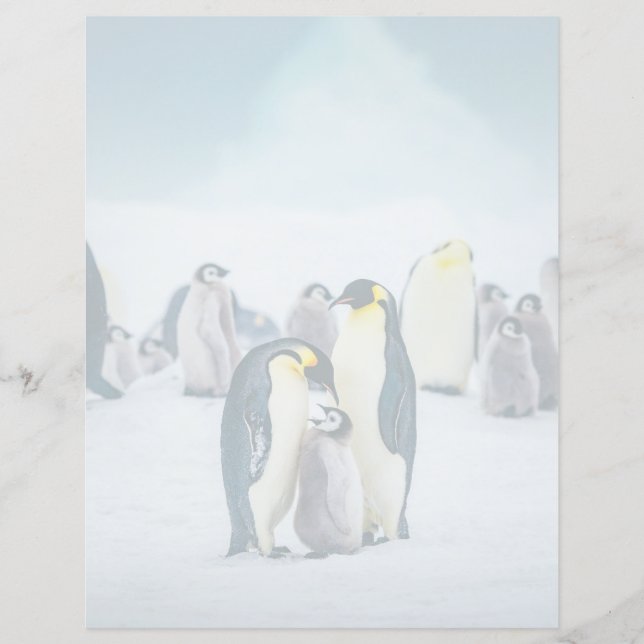 Kutest Baby Animals | Baby pinguïn (Voorkant)