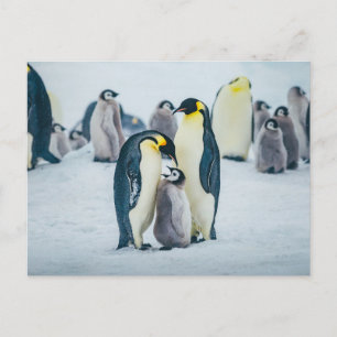 Kutest Baby Animals   Baby pinguïn Briefkaart