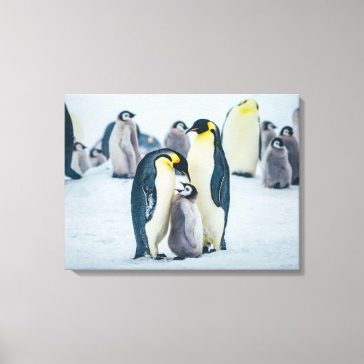 Kutest Baby Animals | Baby pinguïn Canvas Afdruk (Voorkant)