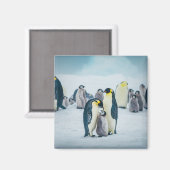 Kutest Baby Animals | Baby pinguïn Magneet (Voorkant / Achterkant)