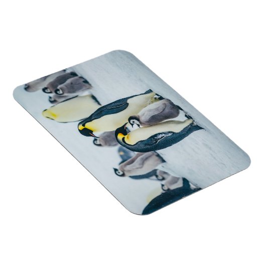Kutest Baby Animals | Baby pinguïn Magneet (Rechterzijde)