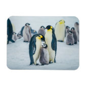 Kutest Baby Animals | Baby pinguïn Magneet (Horizontaal)