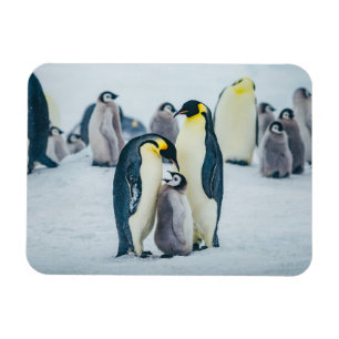 Kutest Baby Animals   Baby pinguïn Magneet