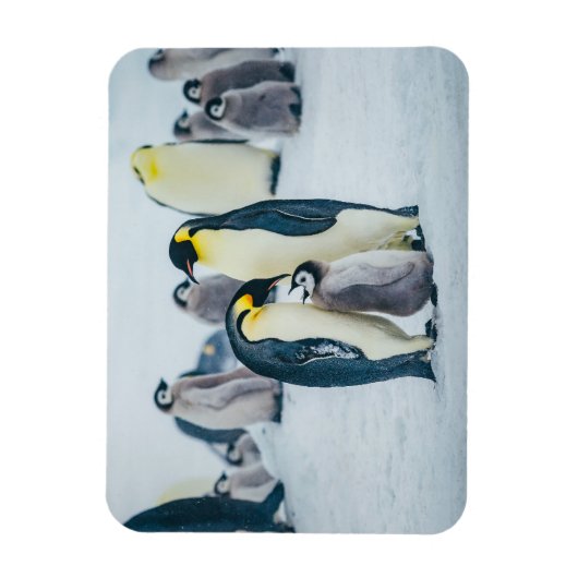 Kutest Baby Animals | Baby pinguïn Magneet (Verticaal)